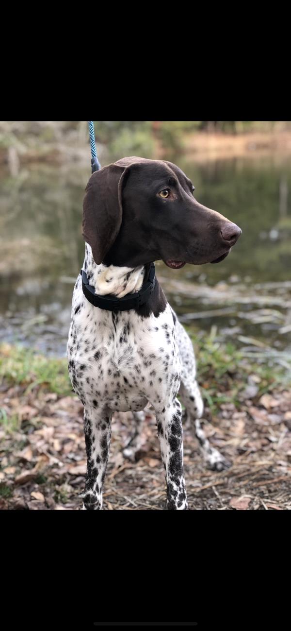 /images/uploads/southeast german shorthaired pointer rescue/segspcalendarcontest2021/entries/21872thumb.jpg
